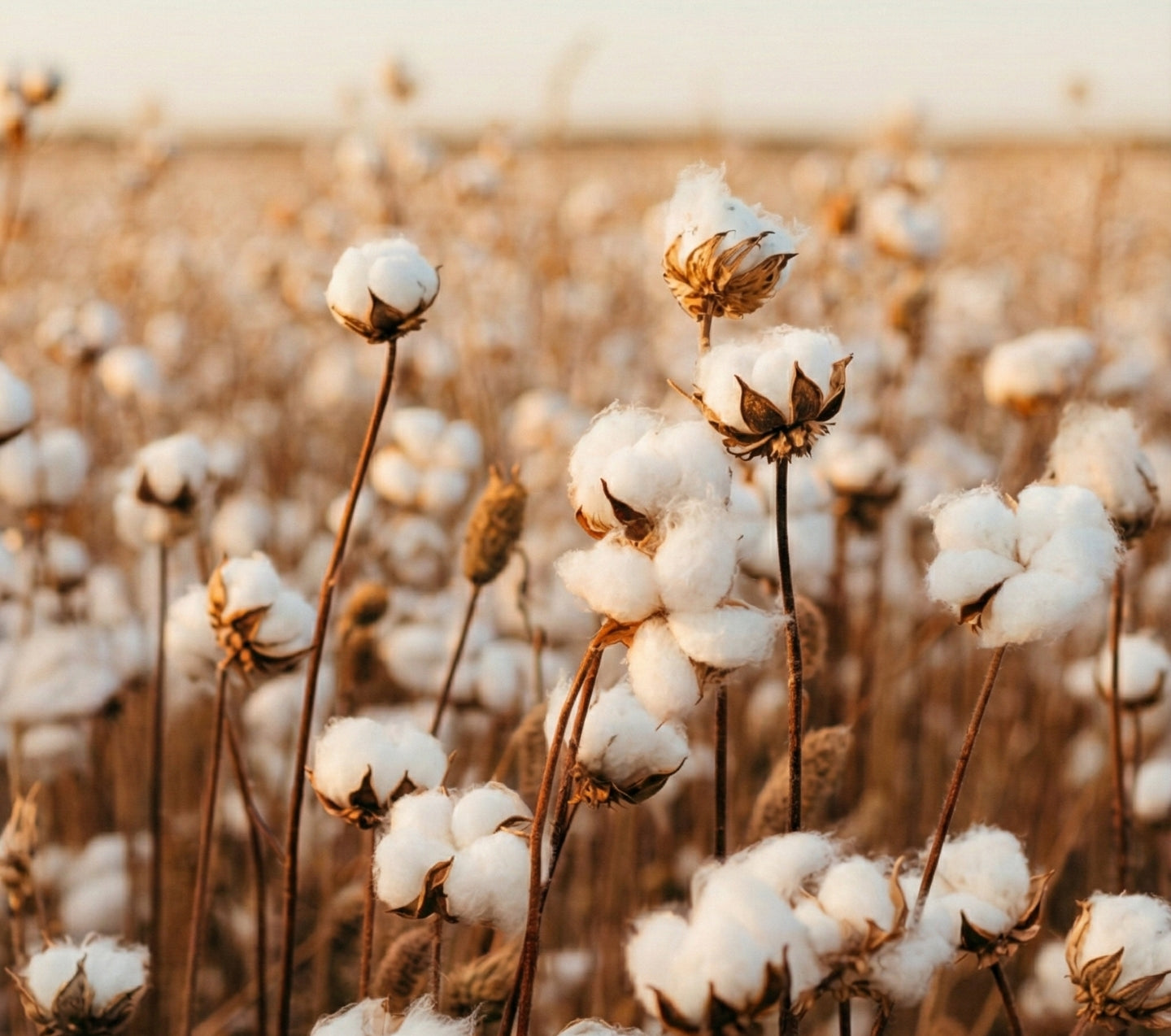 WhatsApp_Image_2025-12-11_at_20